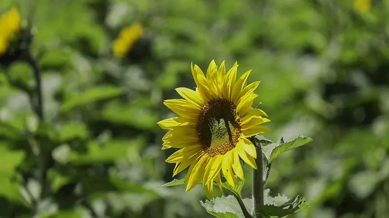 Temporada de girasoles 2